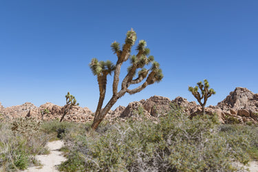 Gear List & Adventure Guide for a Day Trip to Joshua Tree National Park