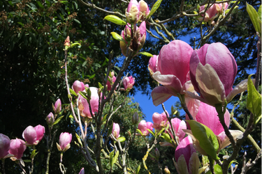 Exploring Nature in the Presidio