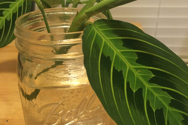 Propagating Your Own Plant Babies