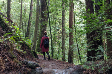 Hike Through Nisene Marks