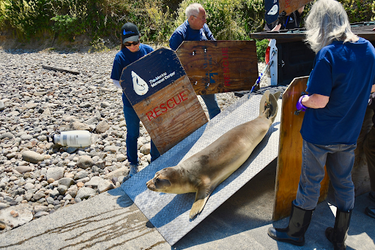 Basementeer Spotlight: The Marine Mammal Center