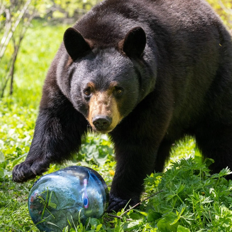 BearVault 450, BearVault 450 with bear