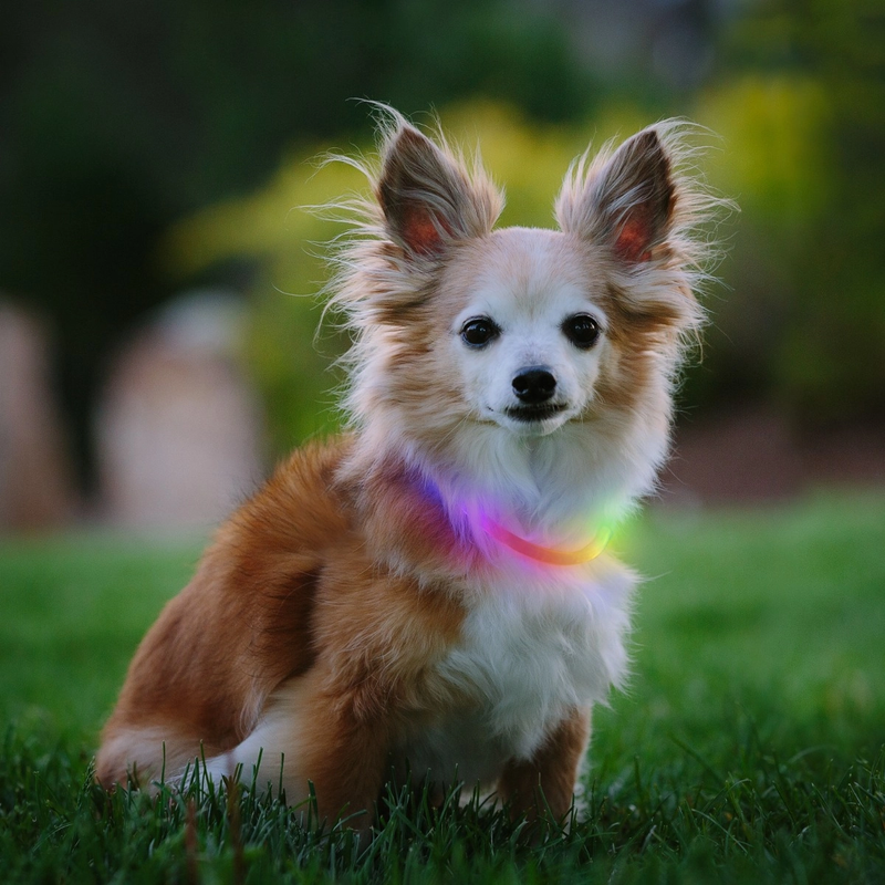 NiteHowl Mini Rechargeable LED Safety Necklace, Nite Ize NiteHowl Mini Rechargeable LED Safety Necklace on dog