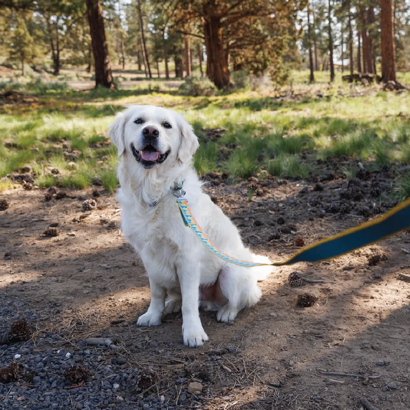 Crag Reflective Dog Leash, Ruffwear Crag Reflective Dog Leash on cute dog