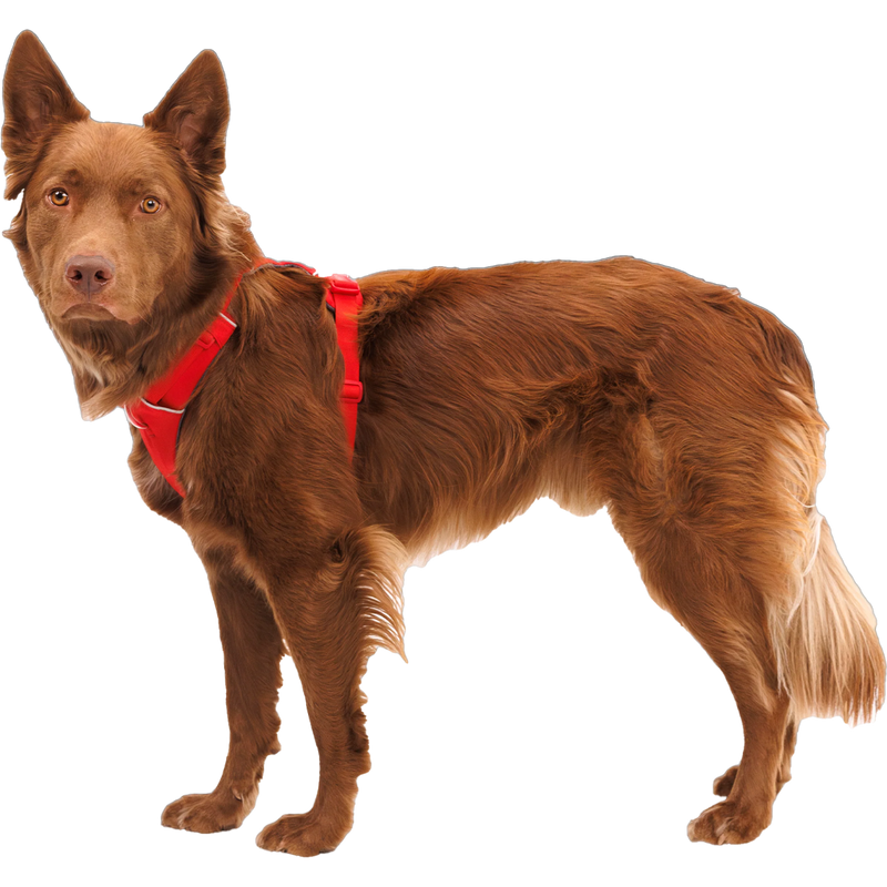 Front Range Harness, Ruffwear Front Range Harness on dog