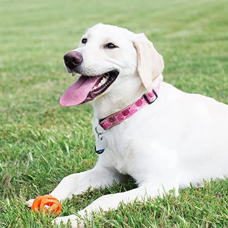 Breathe Right Ball Medium 2 Pack, ChuckIt Breathe Right Ball M 2PK with dog