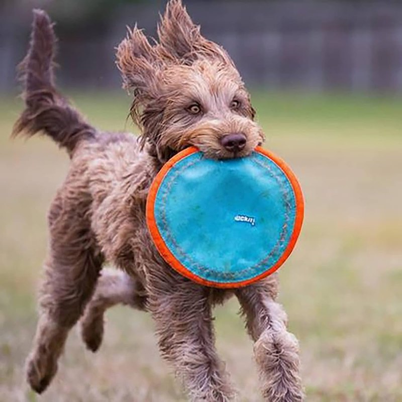 Amphibious Paraflight, ChuckIt! Amphibious Paraflight with dog