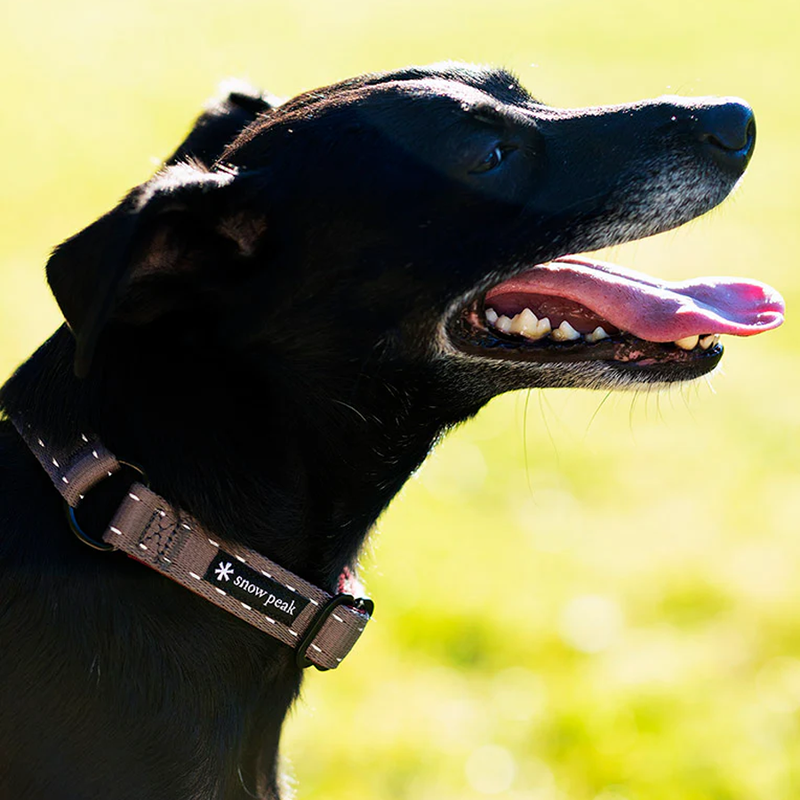 SP Slip Collar S, Snow Peak SP Slip Collar S on dog