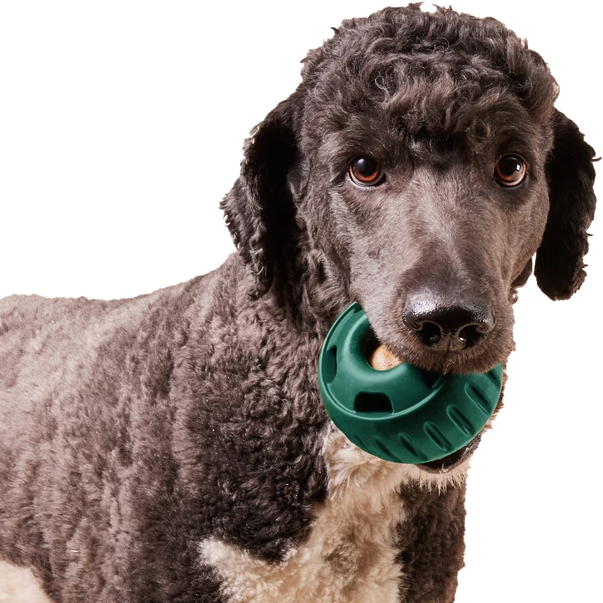 The Pupsicle alternate view