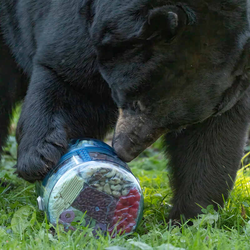 BV ONE, Bear Vault BV ONE with bear