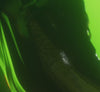 Hoka Cielo X1 3.0